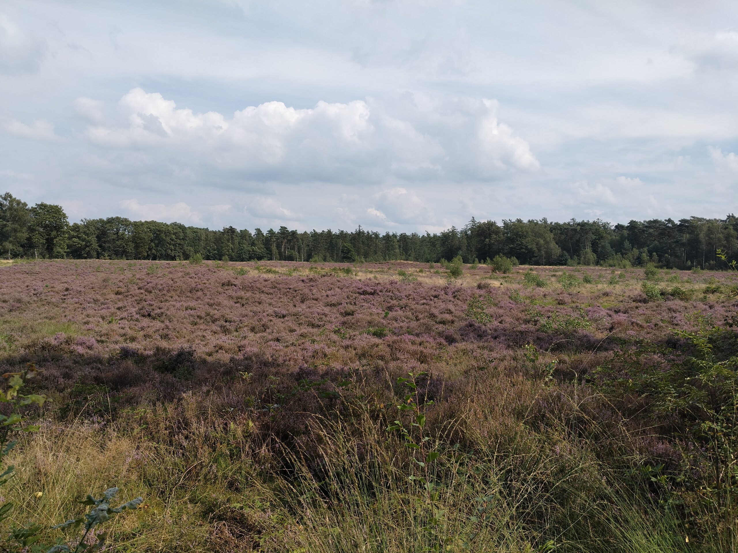 NS-wandeling Elsterberg