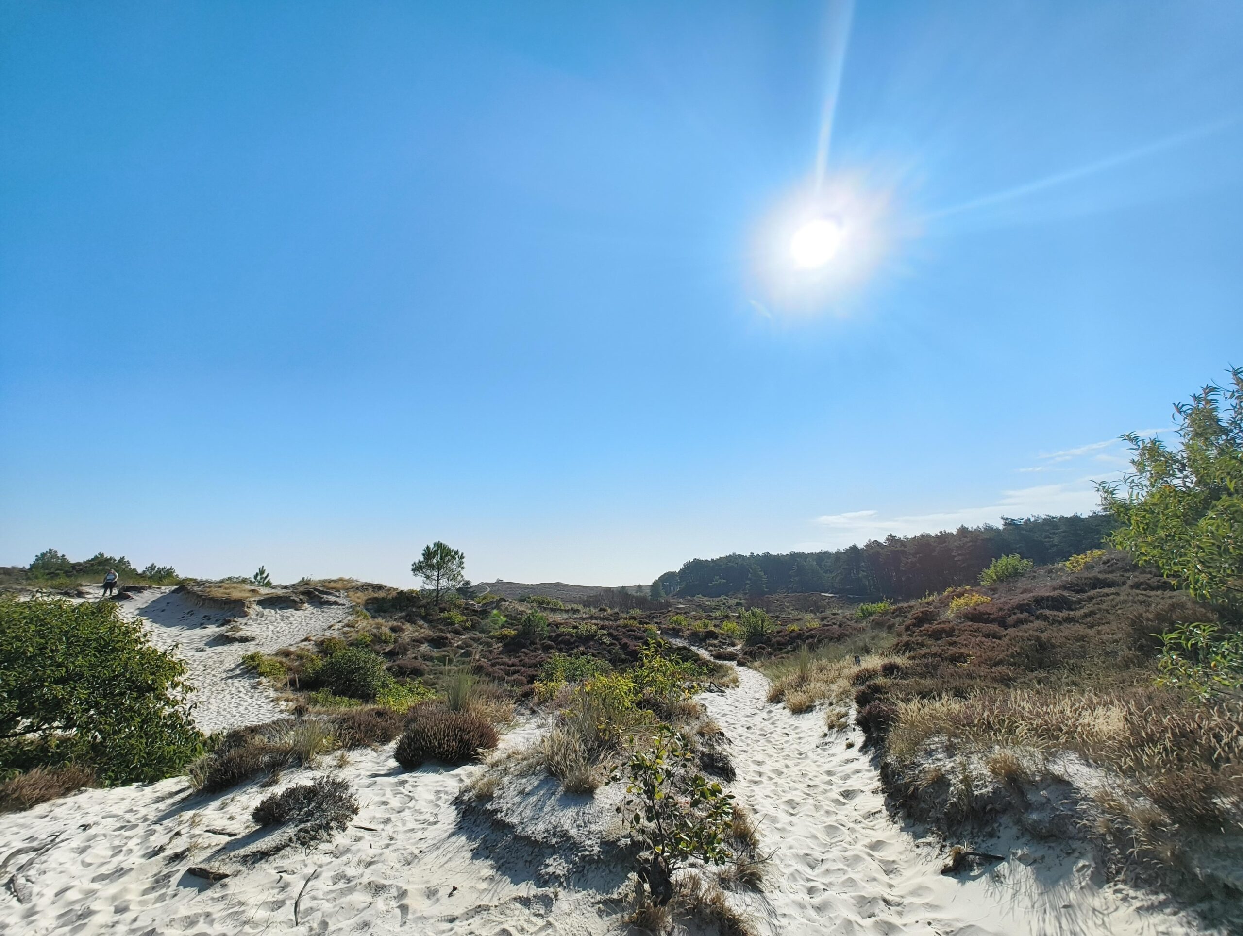 Schoorlse duinen #1