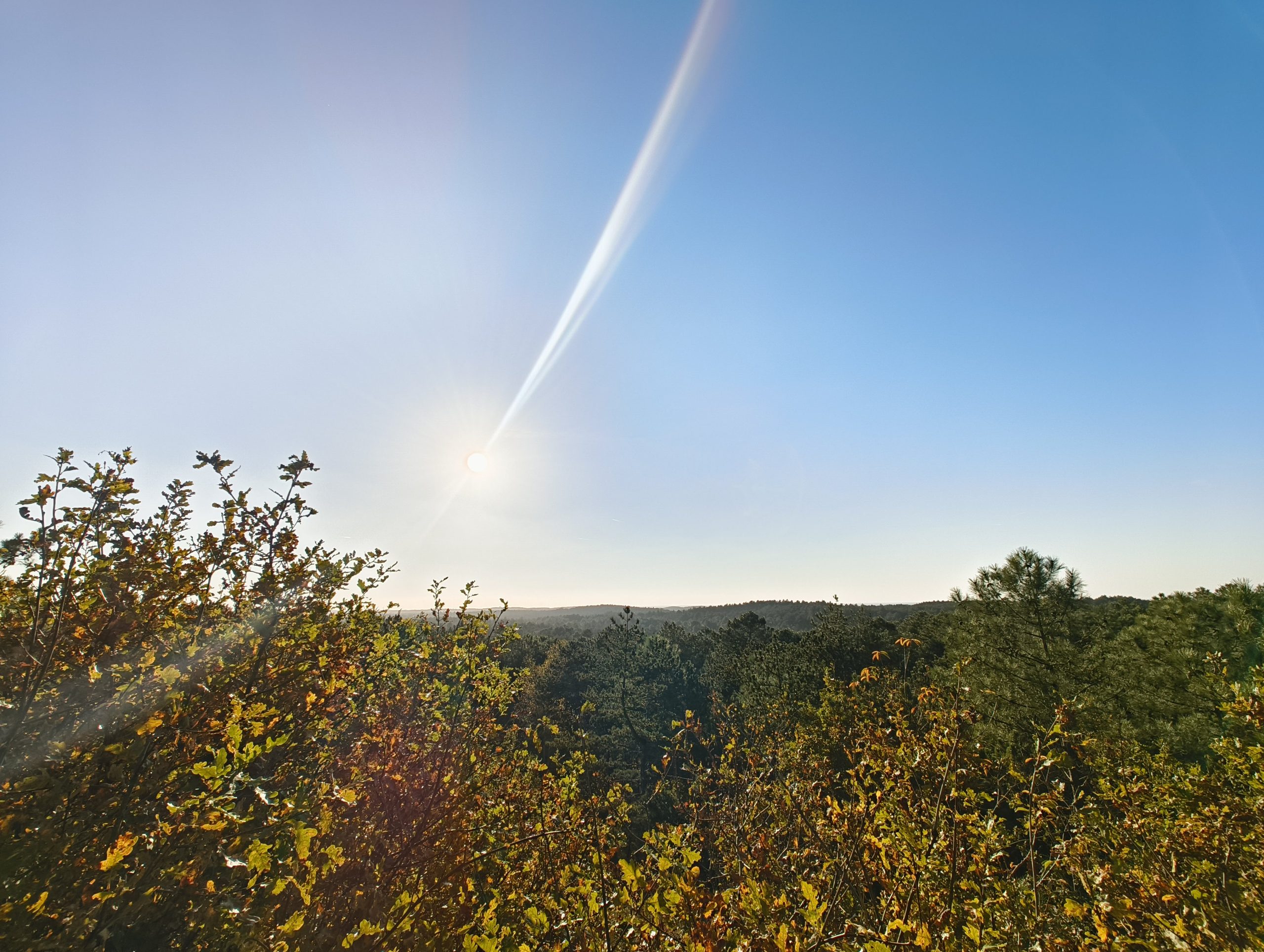 Schoorlse duinen #2