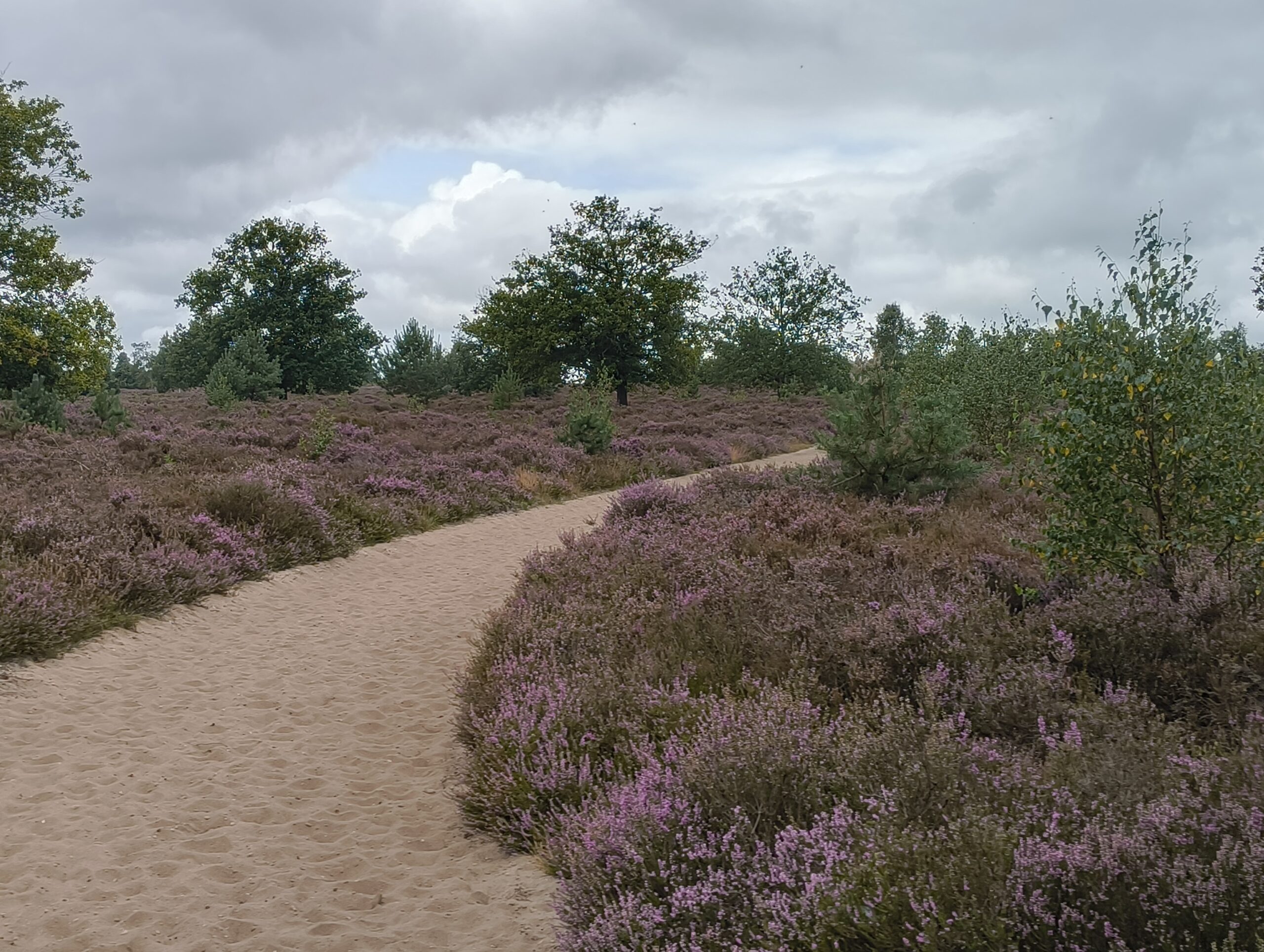 Sallandse heuvelrug #2