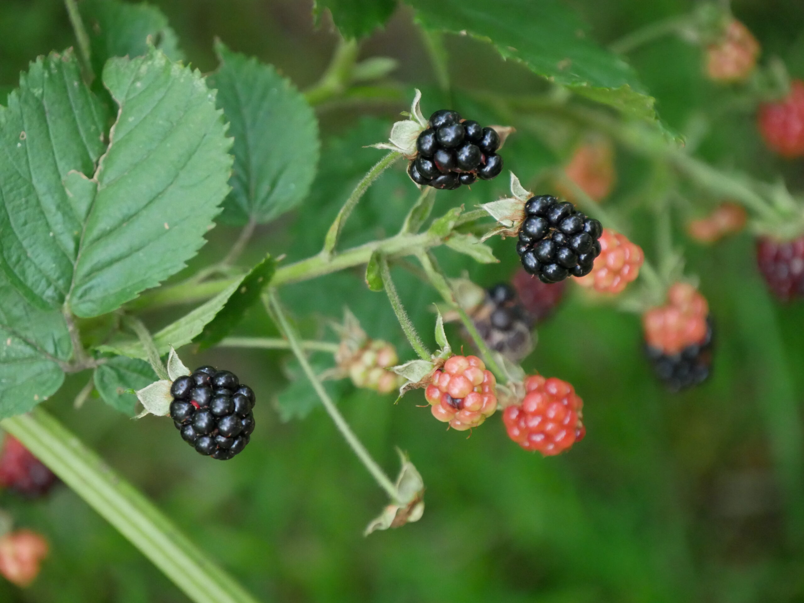 Veluwe Zwerfpad – etappe 1